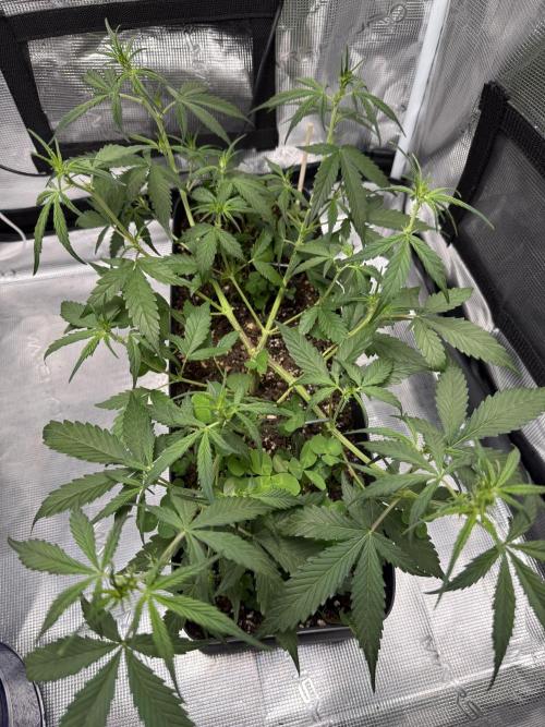 Ztrawberriez Auto. Week 5