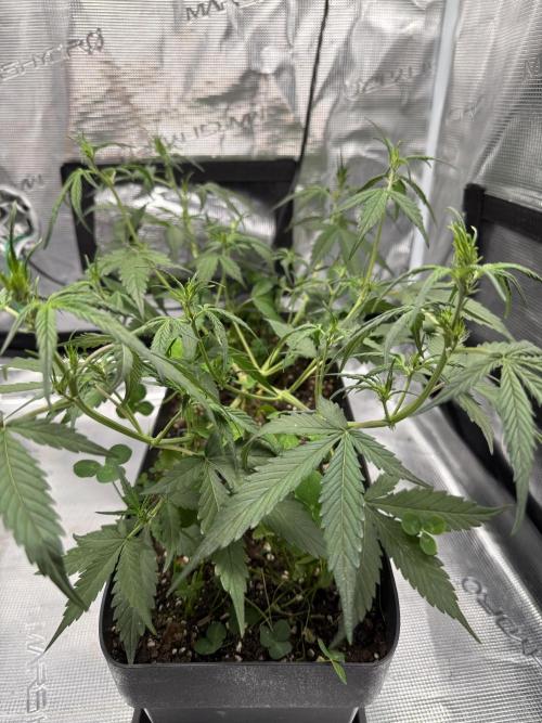 Ztrawberriez Auto. Week 5