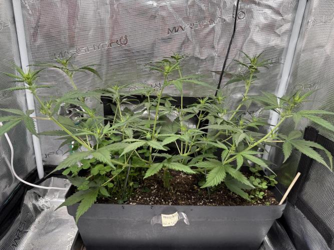 Ztrawberriez Auto. Week 5