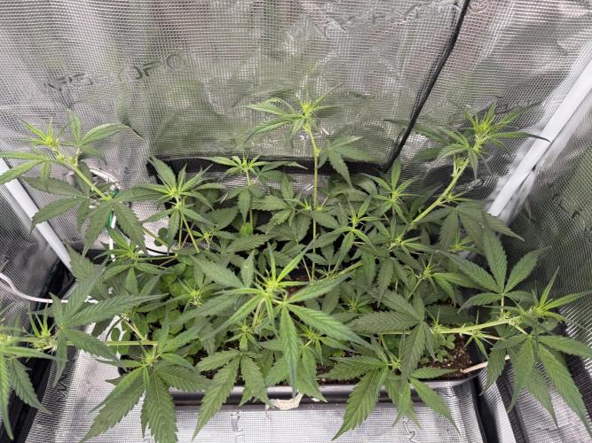 Ztrawberriez Auto. Week 5