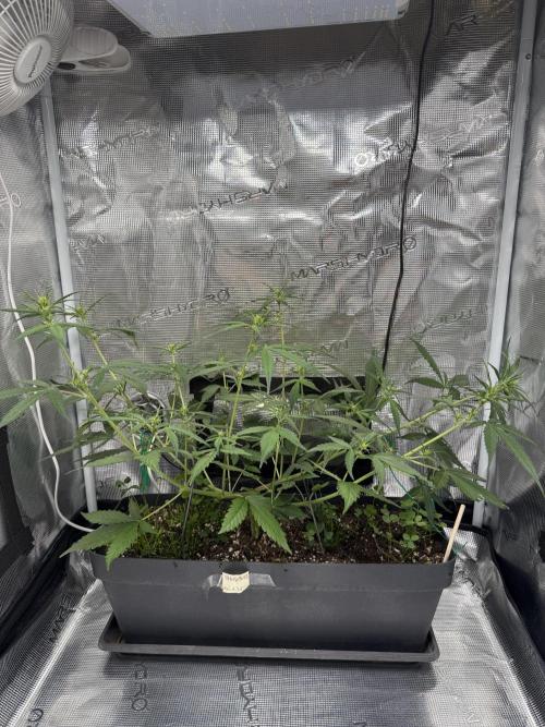 Ztrawberriez Auto. Week 5