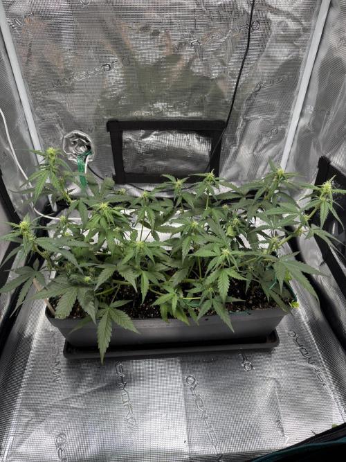 Blue Dream Auto. Week 6