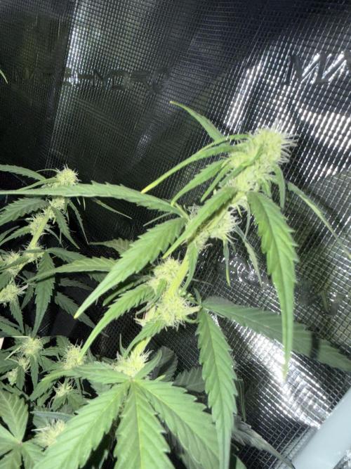 Blue Dream Auto. Week 6