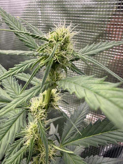 Blue Dream Auto. Week 6