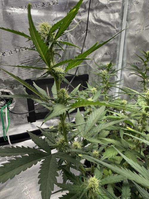 Blue Dream Auto. Week 6