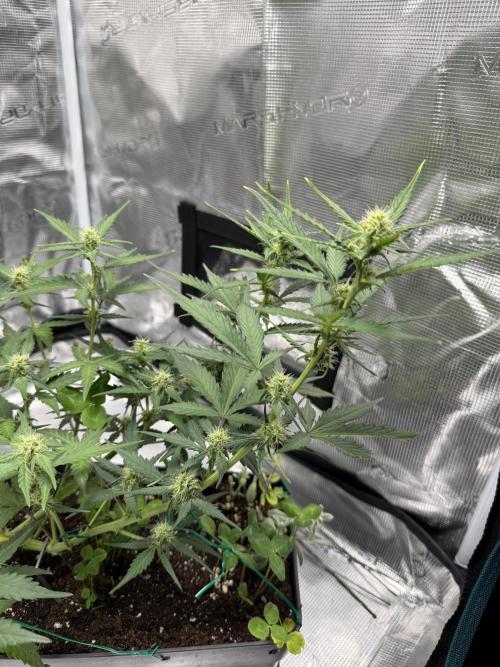 Blue Dream Auto. Week 6