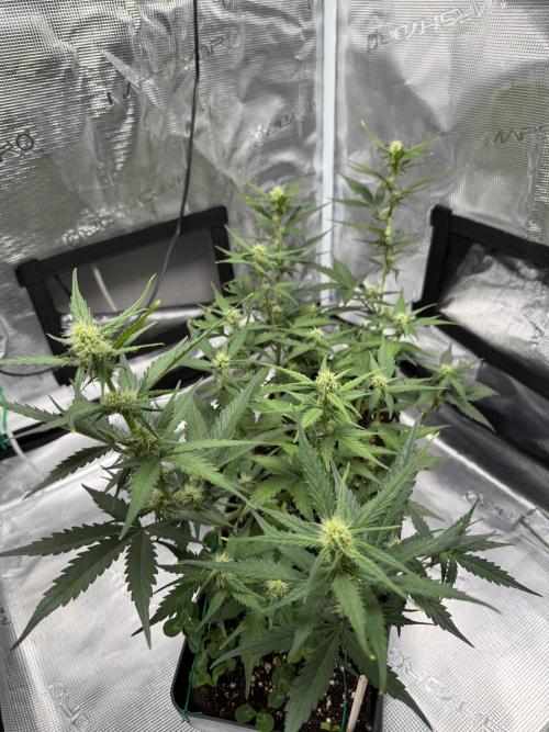 Blue Dream Auto. Week 6