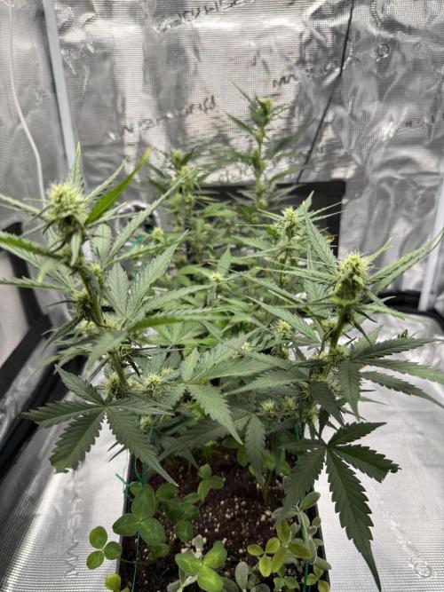 Blue Dream Auto. Week 6