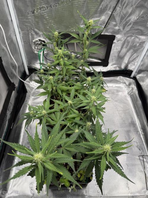 Blue Dream Auto. Week 6