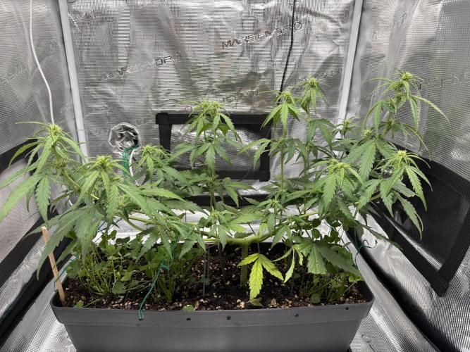 Pineapple Expresses Auto. Week 6