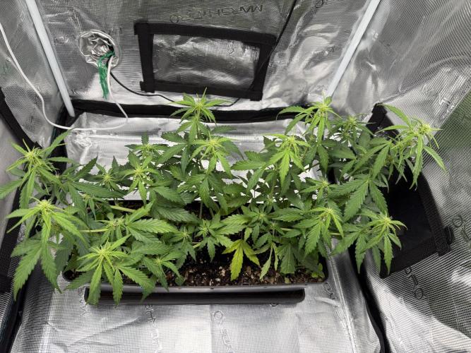 Pineapple Expresses Auto. Week 6