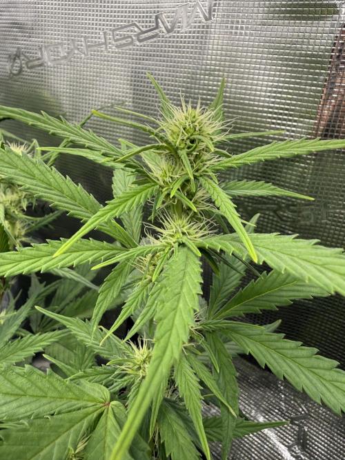 Pineapple Expresses Auto. Week 6