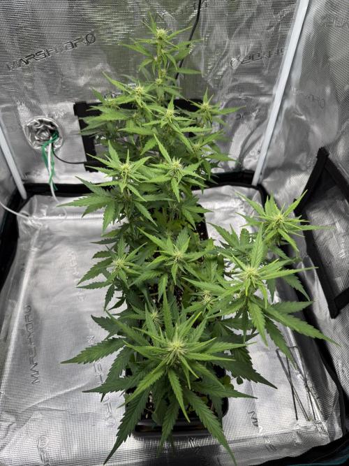 Pineapple Expresses Auto. Week 6