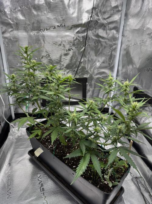 Pineapple Expresses Auto. Week 6