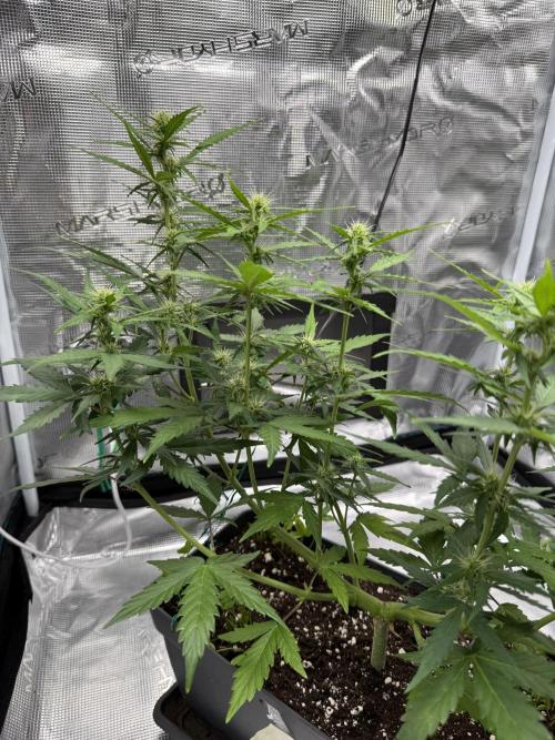 Pineapple Expresses Auto. Week 6