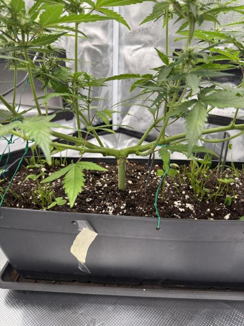 Pineapple Expresses Auto. Week 6