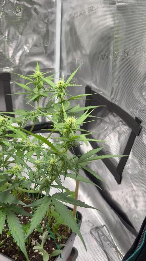 Pineapple Expresses Auto