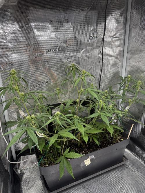 Ztrawberriez Auto. Week 6