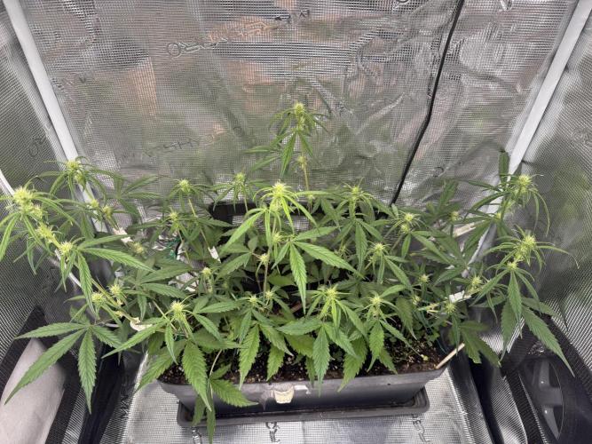 Ztrawberriez Auto. Week 6