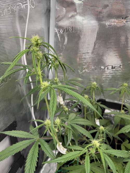 Ztrawberriez Auto. Week 6