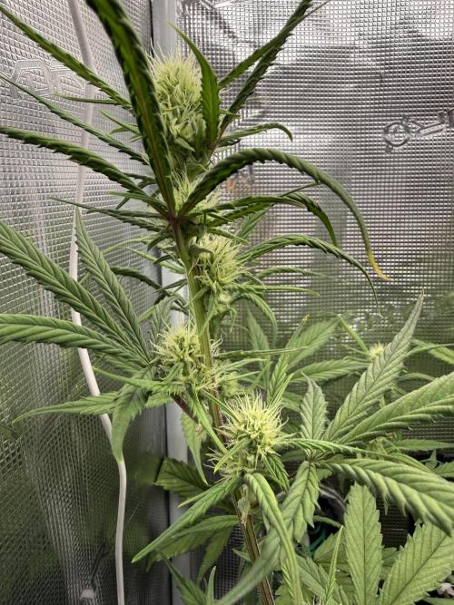 Ztrawberriez Auto. Week 6