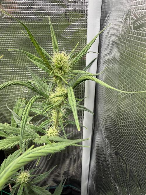 Ztrawberriez Auto. Week 6