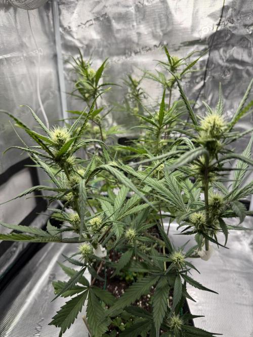 Ztrawberriez Auto. Week 6