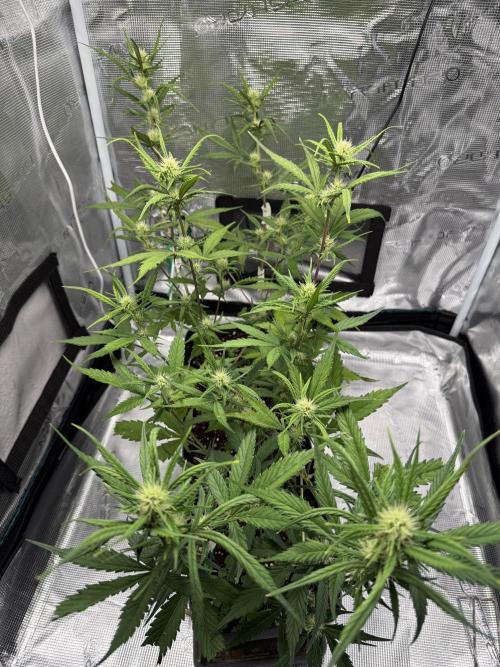 Ztrawberriez Auto. Week 6