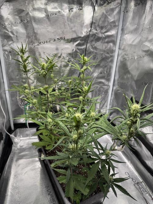 Ztrawberriez Auto. Week 6