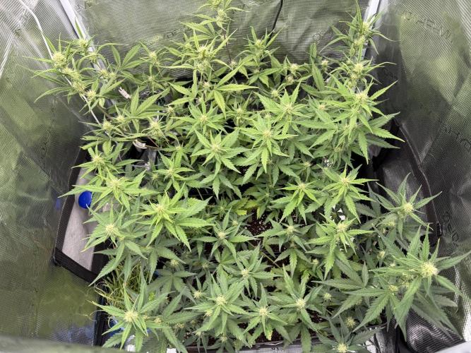 Ztrawberriez Auto. Week 6