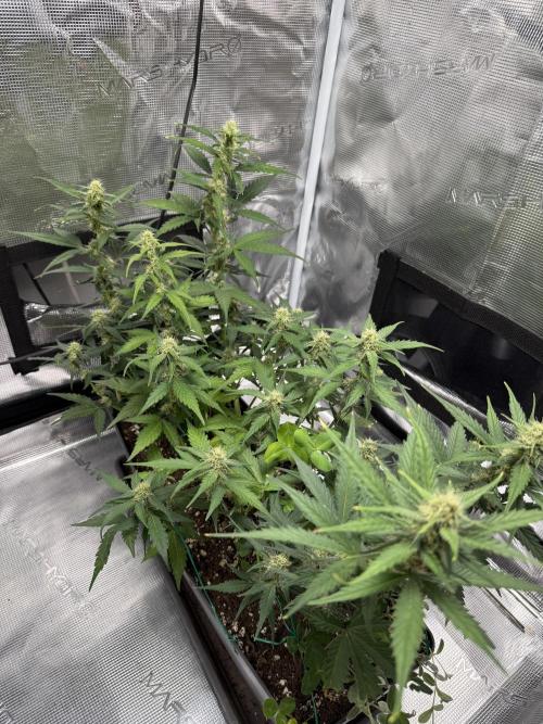 Blue Dream Auto. Week 7