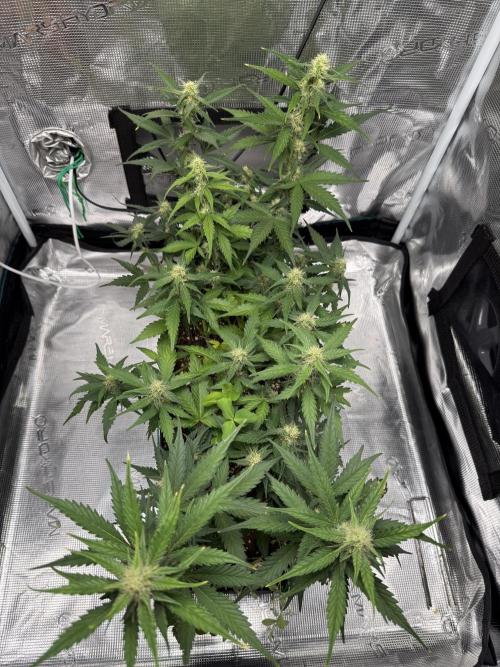 Blue Dream Auto. Week 7