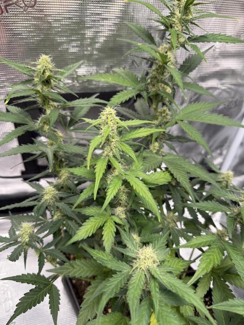 Blue Dream Auto. Week 7