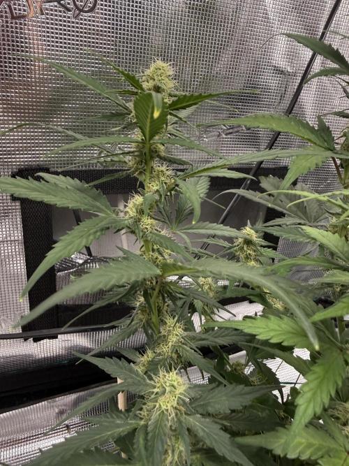 Blue Dream Auto. Week 7