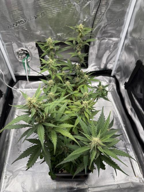 Blue Dream Auto. Week 7