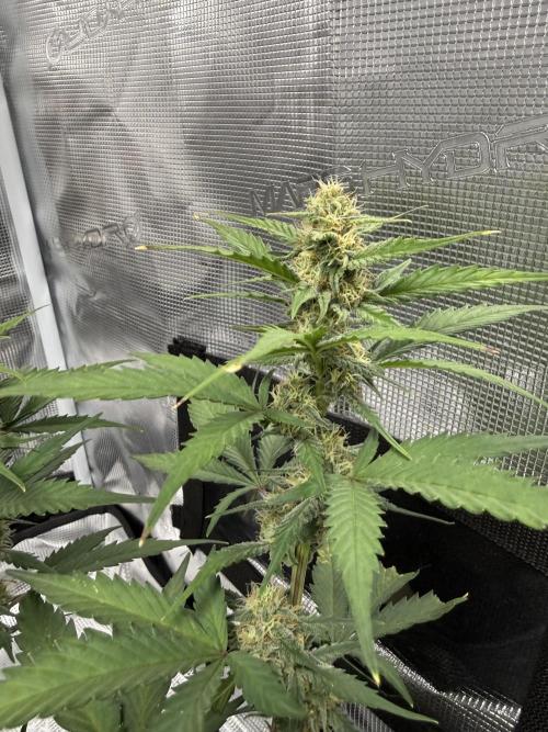 Blue Dream Auto. Week 7