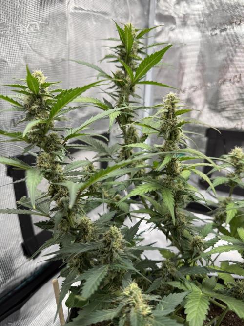 Blue Dream Auto. Week 7