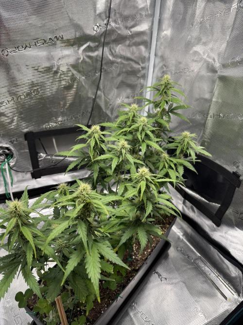 Pineapple Expresses Auto. Week 7