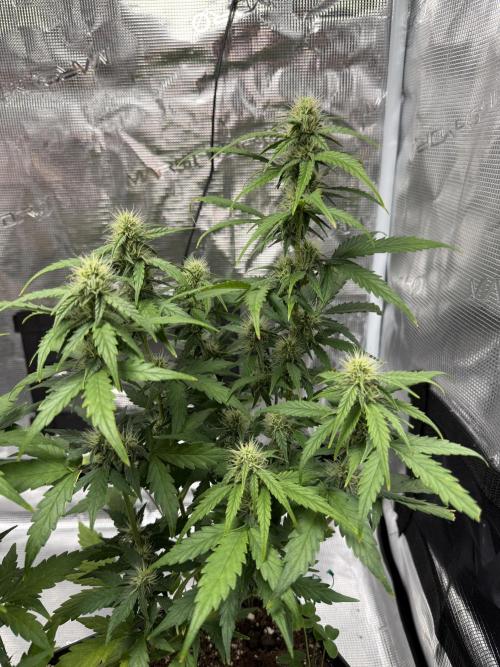 Pineapple Expresses Auto. Week 7