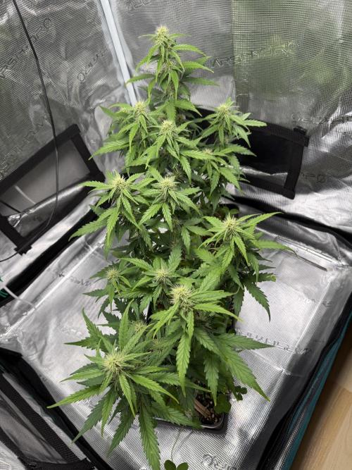 Pineapple Expresses Auto. Week 7