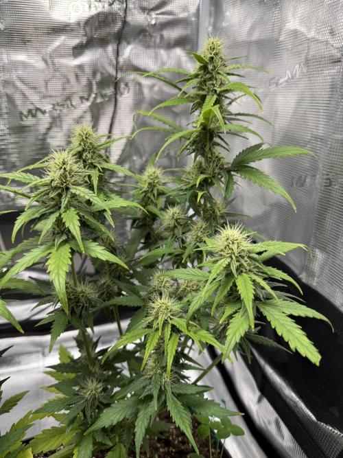 Pineapple Expresses Auto. Week 7