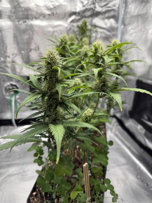 Pineapple Expresses Auto. Week 7