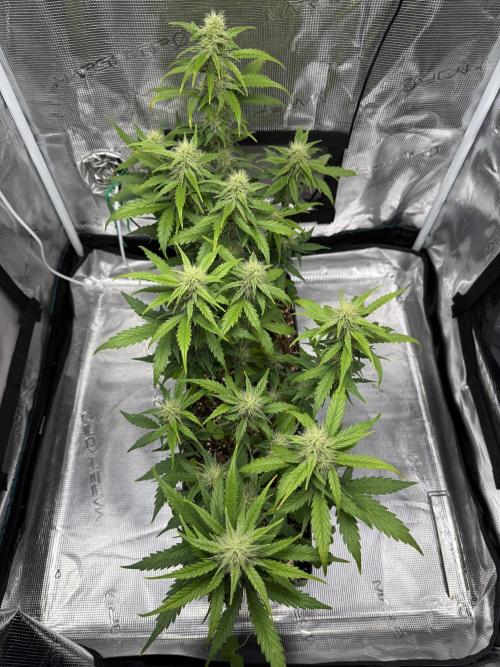 Pineapple Expresses Auto. Week 7