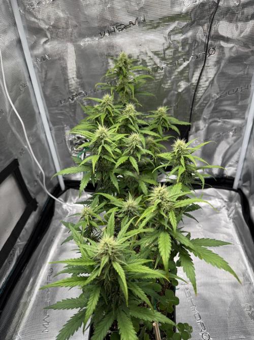 Pineapple Expresses Auto. Week 7