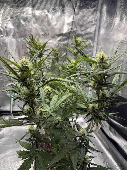 Ztrawberriez Auto. Week 7