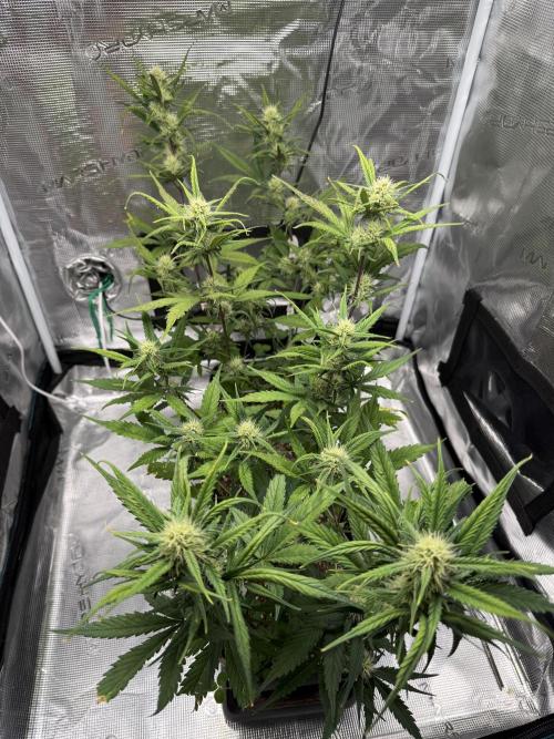 Ztrawberriez Auto. Week 7