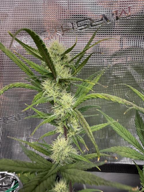 Ztrawberriez Auto. Week 7