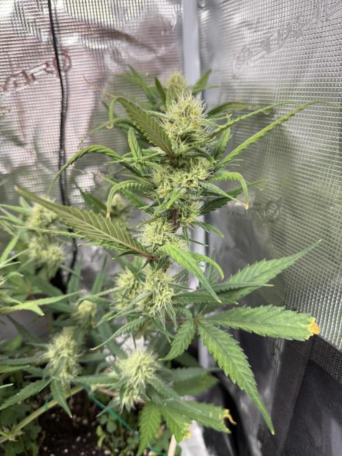 Ztrawberriez Auto. Week 7