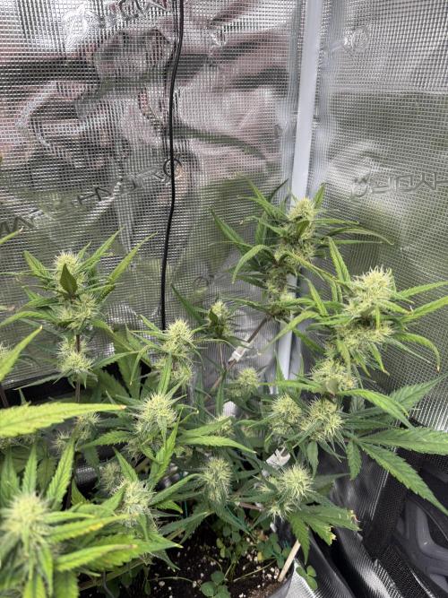 Ztrawberriez Auto. Week 7