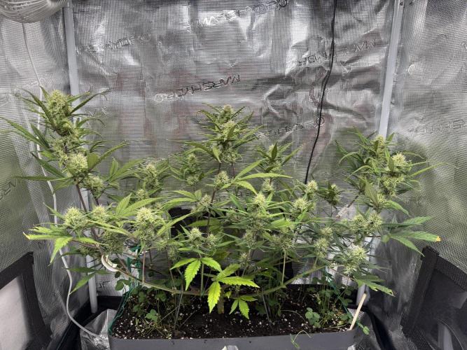 Ztrawberriez Auto. Week 7